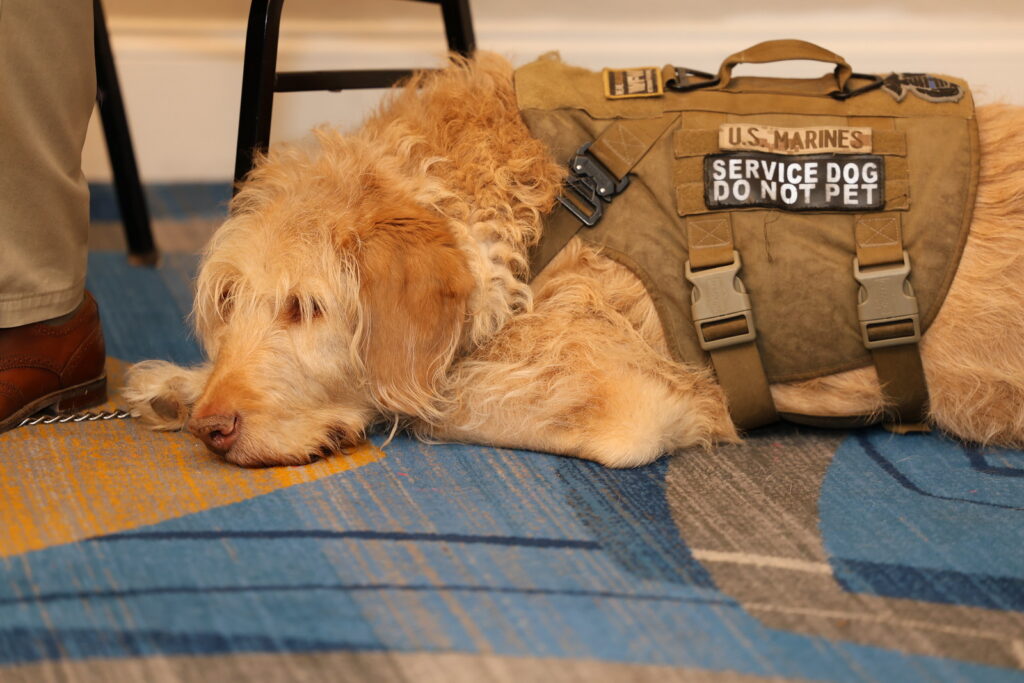 A service dog in a vest labeled "Do Not Pet" rests on a colorful carpet beside a person’s leg in brown shoes.